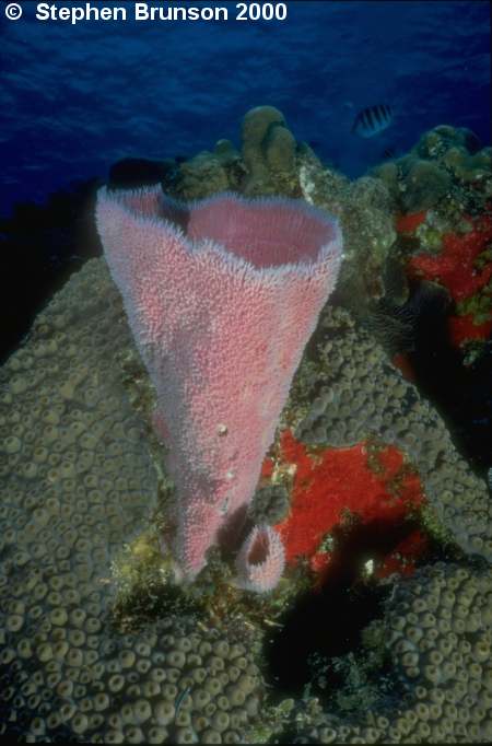 True corals secrete calcium carbonate from the bottom half of the stalk of the individual animal, or polyp, forming skeletal cups to which the polyps are anchored and into which they withdraw for protection.  In the flattened oral disc at the top of the stalk is an opening, edged with feathery tentacles and cilia, that is both mouth and anus.  At night the tentacles extend from the cup, seize animal plankton that wash against them, and carry the food to the mouth.  Stinging cells, or nematocysts, on the tentacles can also paralyze prey.