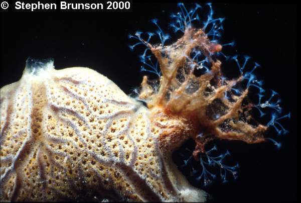 Anenomes are found in Warm tropical waters, such as the Caribbean and the Sea of Cortez in Mexico. They have Nematocysts, which are poisonous stinging cells which they use to paralyze small fish and other marine animals that make up their diet.