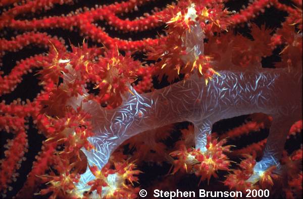 True corals secrete calcium carbonate from the bottom half of the stalk of the individual animal, or polyp, forming skeletal cups to which the polyps are anchored and into which they withdraw for protection.  In the flattened oral disc at the top of the stalk is an opening, edged with feathery tentacles and cilia, that is both mouth and anus.  At night the tentacles extend from the cup, seize animal plankton that wash against them, and carry the food to the mouth.  Stinging cells, or nematocysts, on the tentacles can also paralyze prey.