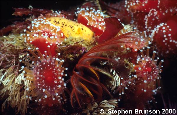 Anenomes are found in Warm tropical waters, such as the Caribbean and the Sea of Cortez in Mexico. They have Nematocysts, which are poisonous stinging cells which they use to paralyze small fish and other marine animals that make up their diet.