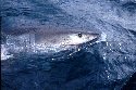 Great White Sharks are found off the coast of South Africa - Carchodon carcharias 