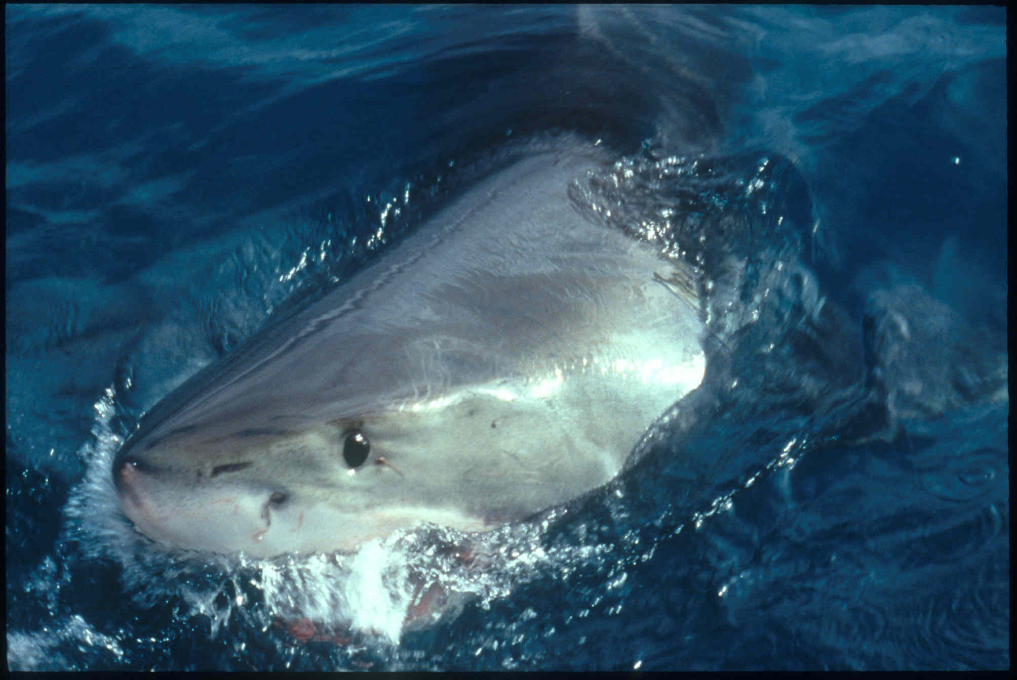 The great white shark is one of the most efficient predators on Earth, able to locate its prey with astounding accuracy and kill it with a single, devastating bite. The Great White Shark, Carcharodon carcharias, belongs to the group known as mackerel sharks. Other species in this group include the salmon shark, shortfin mako, longfin mako, and porbeagle.  All of these are fast-swimming, streamlined hunters; all are thought to be dangerous to man.