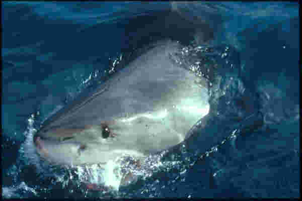The Great White Shark is the decendent of the prehistoric Megaledon - Carchodon carcharias