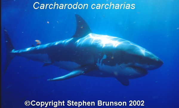 The great white shark is one of the most efficient predators on Earth, able to locate its prey with astounding accuracy and kill it with a single, devastating bite. The Great White Shark, Carcharodon carcharias, belongs to the group known as mackerel sharks. Other species in this group include the salmon shark, shortfin mako, longfin mako, and porbeagle.  All of these are fast-swimming, streamlined hunters; all are thought to be dangerous to man.