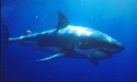 Great White Sharks are carnivorous - Carchodon carcharias