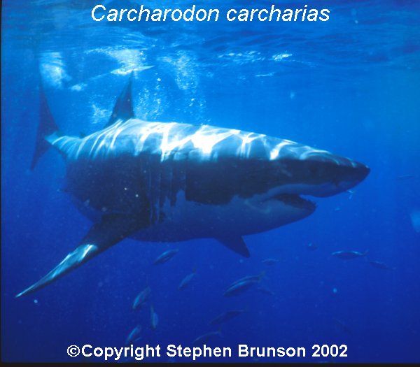 The great white shark is one of the most efficient predators on Earth, able to locate its prey with astounding accuracy and kill it with a single, devastating bite. The Great White Shark, Carcharodon carcharias, belongs to the group known as mackerel sharks. Other species in this group include the salmon shark, shortfin mako, longfin mako, and porbeagle.  All of these are fast-swimming, streamlined hunters; all are thought to be dangerous to man.