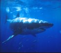 Great White Sharks are a prized capture for professional underwater photographers - Carchodon carcharias