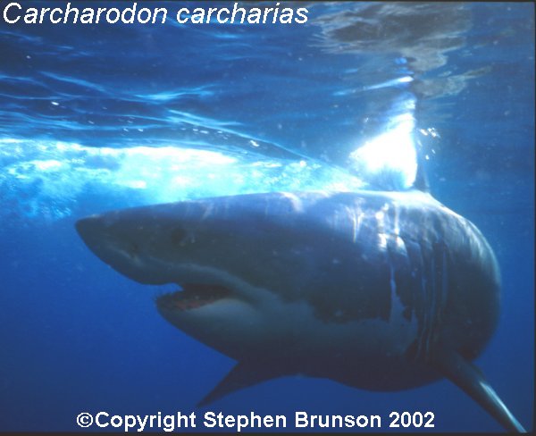 The great white shark is one of the most efficient predators on Earth, able to locate its prey with astounding accuracy and kill it with a single, devastating bite. The Great White Shark, Carcharodon carcharias, belongs to the group known as mackerel sharks. Other species in this group include the salmon shark, shortfin mako, longfin mako, and porbeagle.  All of these are fast-swimming, streamlined hunters; all are thought to be dangerous to man.