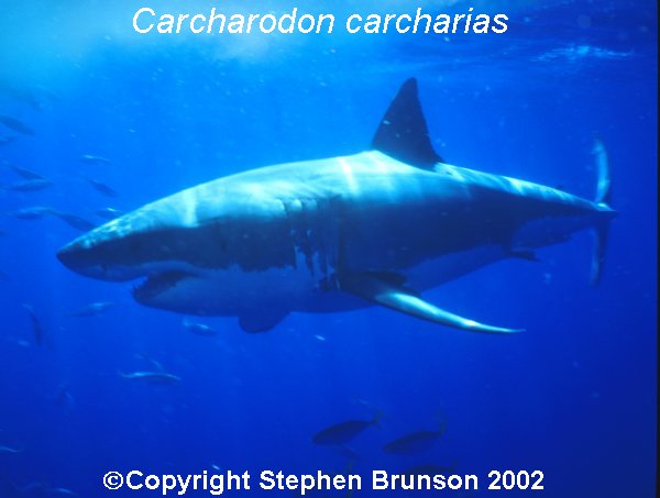 The great white shark is one of the most efficient predators on Earth, able to locate its prey with astounding accuracy and kill it with a single, devastating bite. The Great White Shark, Carcharodon carcharias, belongs to the group known as mackerel sharks. Other species in this group include the salmon shark, shortfin mako, longfin mako, and porbeagle.  All of these are fast-swimming, streamlined hunters; all are thought to be dangerous to man.