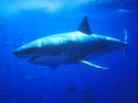 Great White Shark underwater photos - Carchodon carcharias