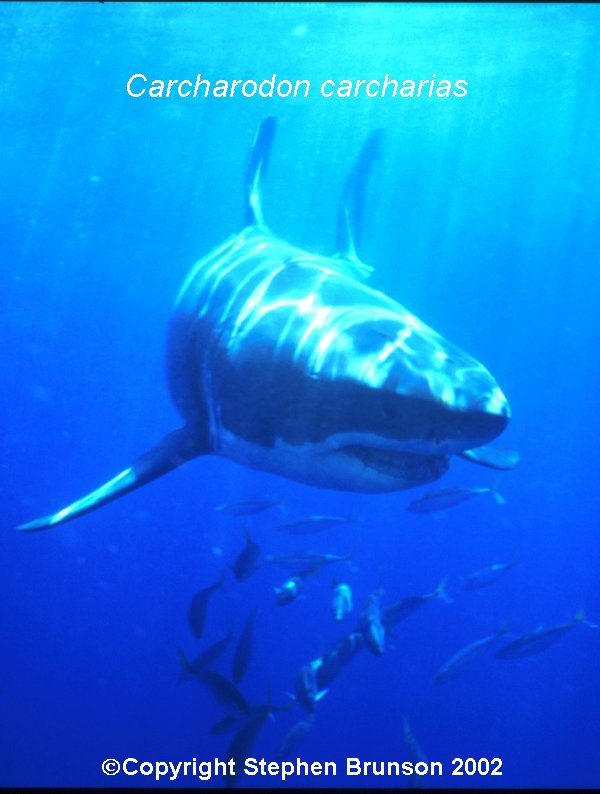 The great white shark is one of the most efficient predators on Earth, able to locate its prey with astounding accuracy and kill it with a single, devastating bite. The Great White Shark, Carcharodon carcharias, belongs to the group known as mackerel sharks. Other species in this group include the salmon shark, shortfin mako, longfin mako, and porbeagle.  All of these are fast-swimming, streamlined hunters; all are thought to be dangerous to man.