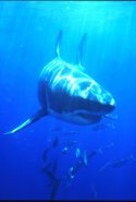 Great White Sharks feed on dolphins - Carchodon carcharias