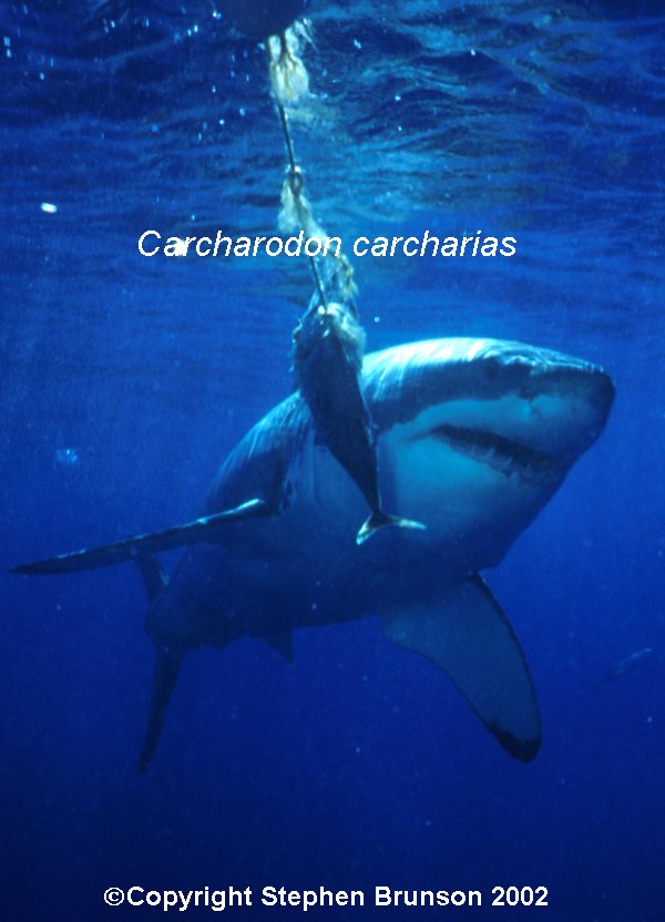 The great white shark is one of the most efficient predators on Earth, able to locate its prey with astounding accuracy and kill it with a single, devastating bite. The Great White Shark, Carcharodon carcharias, belongs to the group known as mackerel sharks. Other species in this group include the salmon shark, shortfin mako, longfin mako, and porbeagle.  All of these are fast-swimming, streamlined hunters; all are thought to be dangerous to man.