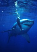 Great White Sharks are attracted to bait - Carchodon carcharias