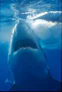 Great White Sharks rise up under their prey - Carchodon carcharias 