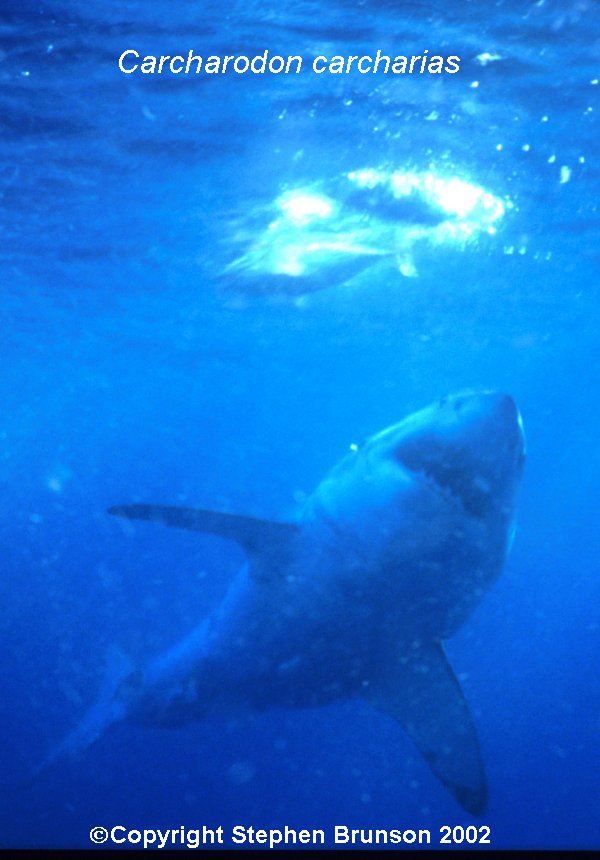 The great white shark is one of the most efficient predators on Earth, able to locate its prey with astounding accuracy and kill it with a single, devastating bite. The Great White Shark, Carcharodon carcharias, belongs to the group known as mackerel sharks. Other species in this group include the salmon shark, shortfin mako, longfin mako, and porbeagle.  All of these are fast-swimming, streamlined hunters; all are thought to be dangerous to man.