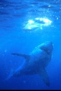 Great White Sharks attack from beneath their prey - Carchodon carcharias