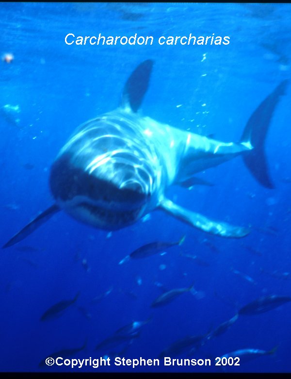 The great white shark is one of the most efficient predators on Earth, able to locate its prey with astounding accuracy and kill it with a single, devastating bite. The Great White Shark, Carcharodon carcharias, belongs to the group known as mackerel sharks. Other species in this group include the salmon shark, shortfin mako, longfin mako, and porbeagle.  All of these are fast-swimming, streamlined hunters; all are thought to be dangerous to man.