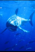 Great White Sharks are voracious predators - Carchodon carcharias