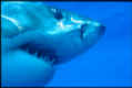 Great White Shark photographed in Australia - Carcharodon carcharias