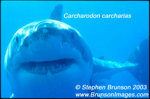 Megalodon was an ancient shark that may have been 40 feet (12 m) long or even more. (There are a few scientists who estimate that it could have been up to 50 or 100 feet (15.5 or 31 m) long!) This is at least two or three times as long as the Great White Shark, but this is only an estimate made from many fossilized teeth and a few fossilized vertebrae that have been found. These giant teeth are the size of a person's hand! No other parts of this ancient shark have been found, so we can only guess what it looked like. Since Megalodon's teeth are very similar to the teeth of the Great White Shark (but bigger and thicker), it is thought that Megalodon may have looked like a huge, streamlined version of the Great White Shark.