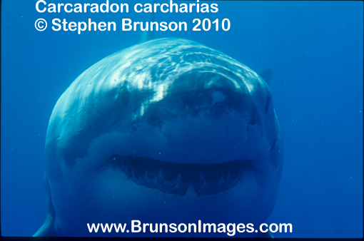 Megalodon was an ancient shark that may have been 40 feet (12 m) long or even more. (There are a few scientists who estimate that it could have been up to 50 or 100 feet (15.5 or 31 m) long!) This is at least two or three times as long as the Great White Shark, but this is only an estimate made from many fossilized teeth and a few fossilized vertebrae that have been found. These giant teeth are the size of a person's hand! No other parts of this ancient shark have been found, so we can only guess what it looked like. Since Megalodon's teeth are very similar to the teeth of the Great White Shark (but bigger and thicker), it is thought that Megalodon may have looked like a huge, streamlined version of the Great White Shark.