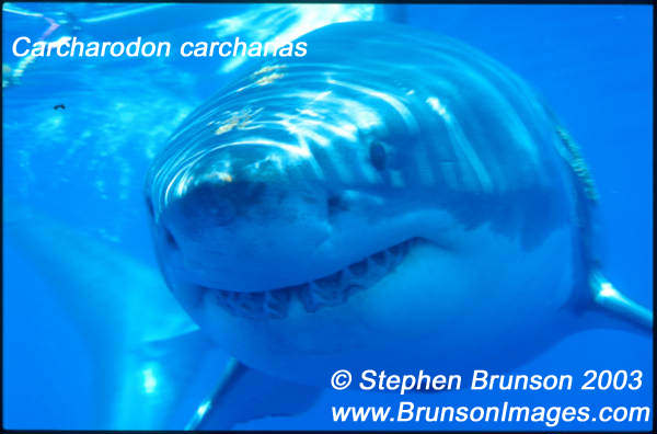 Megalodon was an ancient shark that may have been 40 feet (12 m) long or even more. (There are a few scientists who estimate that it could have been up to 50 or 100 feet (15.5 or 31 m) long!) This is at least two or three times as long as the Great White Shark, but this is only an estimate made from many fossilized teeth and a few fossilized vertebrae that have been found. These giant teeth are the size of a person's hand! No other parts of this ancient shark have been found, so we can only guess what it looked like. Since Megalodon's teeth are very similar to the teeth of the Great White Shark (but bigger and thicker), it is thought that Megalodon may have looked like a huge, streamlined version of the Great White Shark.