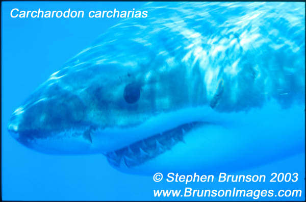 Megalodon was an ancient shark that may have been 40 feet (12 m) long or even more. (There are a few scientists who estimate that it could have been up to 50 or 100 feet (15.5 or 31 m) long!) This is at least two or three times as long as the Great White Shark, but this is only an estimate made from many fossilized teeth and a few fossilized vertebrae that have been found. These giant teeth are the size of a person's hand! No other parts of this ancient shark have been found, so we can only guess what it looked like. Since Megalodon's teeth are very similar to the teeth of the Great White Shark (but bigger and thicker), it is thought that Megalodon may have looked like a huge, streamlined version of the Great White Shark.