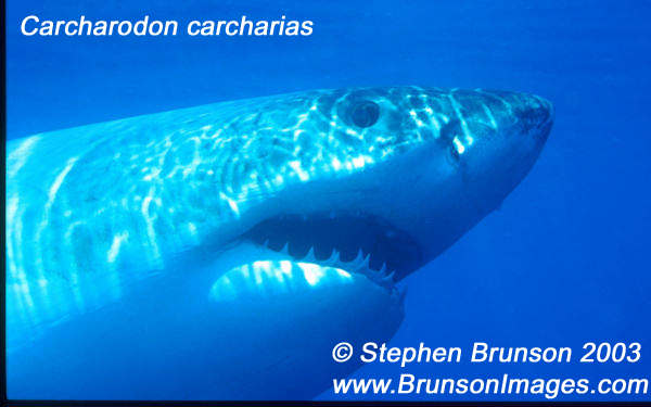 Megalodon was an ancient shark that may have been 40 feet (12 m) long or even more. (There are a few scientists who estimate that it could have been up to 50 or 100 feet (15.5 or 31 m) long!) This is at least two or three times as long as the Great White Shark, but this is only an estimate made from many fossilized teeth and a few fossilized vertebrae that have been found. These giant teeth are the size of a person's hand! No other parts of this ancient shark have been found, so we can only guess what it looked like. Since Megalodon's teeth are very similar to the teeth of the Great White Shark (but bigger and thicker), it is thought that Megalodon may have looked like a huge, streamlined version of the Great White Shark.