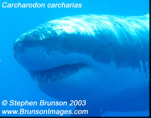 Megalodon was an ancient shark that may have been 40 feet (12 m) long or even more. (There are a few scientists who estimate that it could have been up to 50 or 100 feet (15.5 or 31 m) long!) This is at least two or three times as long as the Great White Shark, but this is only an estimate made from many fossilized teeth and a few fossilized vertebrae that have been found. These giant teeth are the size of a person's hand! No other parts of this ancient shark have been found, so we can only guess what it looked like. Since Megalodon's teeth are very similar to the teeth of the Great White Shark (but bigger and thicker), it is thought that Megalodon may have looked like a huge, streamlined version of the Great White Shark.