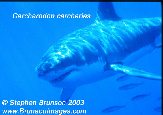 Megalodon was an ancient shark that may have been 40 feet (12 m) long or even more. (There are a few scientists who estimate that it could have been up to 50 or 100 feet (15.5 or 31 m) long!) This is at least two or three times as long as the Great White Shark, but this is only an estimate made from many fossilized teeth and a few fossilized vertebrae that have been found. These giant teeth are the size of a person's hand! No other parts of this ancient shark have been found, so we can only guess what it looked like. Since Megalodon's teeth are very similar to the teeth of the Great White Shark (but bigger and thicker), it is thought that Megalodon may have looked like a huge, streamlined version of the Great White Shark.