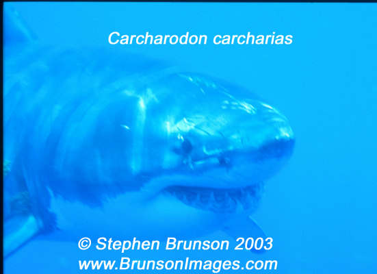 Megalodon was an ancient shark that may have been 40 feet (12 m) long or even more. (There are a few scientists who estimate that it could have been up to 50 or 100 feet (15.5 or 31 m) long!) This is at least two or three times as long as the Great White Shark, but this is only an estimate made from many fossilized teeth and a few fossilized vertebrae that have been found. These giant teeth are the size of a person's hand! No other parts of this ancient shark have been found, so we can only guess what it looked like. Since Megalodon's teeth are very similar to the teeth of the Great White Shark (but bigger and thicker), it is thought that Megalodon may have looked like a huge, streamlined version of the Great White Shark.