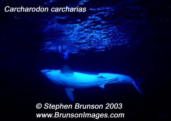 Megalodon was an ancient shark that may have been 40 feet (12 m) long or even more. (There are a few scientists who estimate that it could have been up to 50 or 100 feet (15.5 or 31 m) long!) This is at least two or three times as long as the Great White Shark, but this is only an estimate made from many fossilized teeth and a few fossilized vertebrae that have been found. These giant teeth are the size of a person's hand! No other parts of this ancient shark have been found, so we can only guess what it looked like. Since Megalodon's teeth are very similar to the teeth of the Great White Shark (but bigger and thicker), it is thought that Megalodon may have looked like a huge, streamlined version of the Great White Shark.