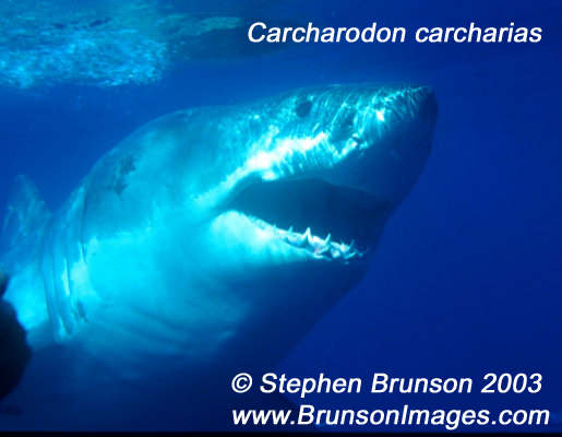 Megalodon was an ancient shark that may have been 40 feet (12 m) long or even more. (There are a few scientists who estimate that it could have been up to 50 or 100 feet (15.5 or 31 m) long!) This is at least two or three times as long as the Great White Shark, but this is only an estimate made from many fossilized teeth and a few fossilized vertebrae that have been found. These giant teeth are the size of a person's hand! No other parts of this ancient shark have been found, so we can only guess what it looked like. Since Megalodon's teeth are very similar to the teeth of the Great White Shark (but bigger and thicker), it is thought that Megalodon may have looked like a huge, streamlined version of the Great White Shark.