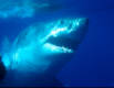 A Great White Shark showing off his gills - Carchodon carcharias