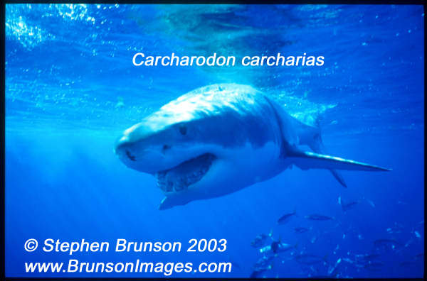 Megalodon was an ancient shark that may have been 40 feet (12 m) long or even more. (There are a few scientists who estimate that it could have been up to 50 or 100 feet (15.5 or 31 m) long!) This is at least two or three times as long as the Great White Shark, but this is only an estimate made from many fossilized teeth and a few fossilized vertebrae that have been found. These giant teeth are the size of a person's hand! No other parts of this ancient shark have been found, so we can only guess what it looked like. Since Megalodon's teeth are very similar to the teeth of the Great White Shark (but bigger and thicker), it is thought that Megalodon may have looked like a huge, streamlined version of the Great White Shark.