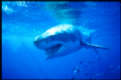 A pair of Great White Sharks stalking their prey - Carchodon carcharias