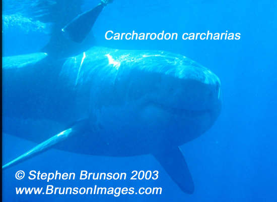 Megalodon was an ancient shark that may have been 40 feet (12 m) long or even more. (There are a few scientists who estimate that it could have been up to 50 or 100 feet (15.5 or 31 m) long!) This is at least two or three times as long as the Great White Shark, but this is only an estimate made from many fossilized teeth and a few fossilized vertebrae that have been found. These giant teeth are the size of a person's hand! No other parts of this ancient shark have been found, so we can only guess what it looked like. Since Megalodon's teeth are very similar to the teeth of the Great White Shark (but bigger and thicker), it is thought that Megalodon may have looked like a huge, streamlined version of the Great White Shark.