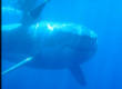 Great White Shark photographed in Australia - Carcharodon carcharias