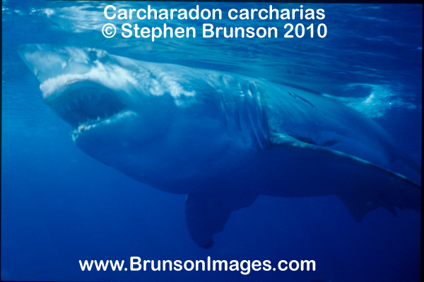 Megalodon was an ancient shark that may have been 40 feet (12 m) long or even more. (There are a few scientists who estimate that it could have been up to 50 or 100 feet (15.5 or 31 m) long!) This is at least two or three times as long as the Great White Shark, but this is only an estimate made from many fossilized teeth and a few fossilized vertebrae that have been found. These giant teeth are the size of a person's hand! No other parts of this ancient shark have been found, so we can only guess what it looked like. Since Megalodon's teeth are very similar to the teeth of the Great White Shark (but bigger and thicker), it is thought that Megalodon may have looked like a huge, streamlined version of the Great White Shark.