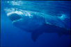 Great White Shark cage diving - Carchodon carcharias