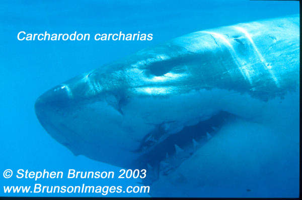 Megalodon was an ancient shark that may have been 40 feet (12 m) long or even more. (There are a few scientists who estimate that it could have been up to 50 or 100 feet (15.5 or 31 m) long!) This is at least two or three times as long as the Great White Shark, but this is only an estimate made from many fossilized teeth and a few fossilized vertebrae that have been found. These giant teeth are the size of a person's hand! No other parts of this ancient shark have been found, so we can only guess what it looked like. Since Megalodon's teeth are very similar to the teeth of the Great White Shark (but bigger and thicker), it is thought that Megalodon may have looked like a huge, streamlined version of the Great White Shark.