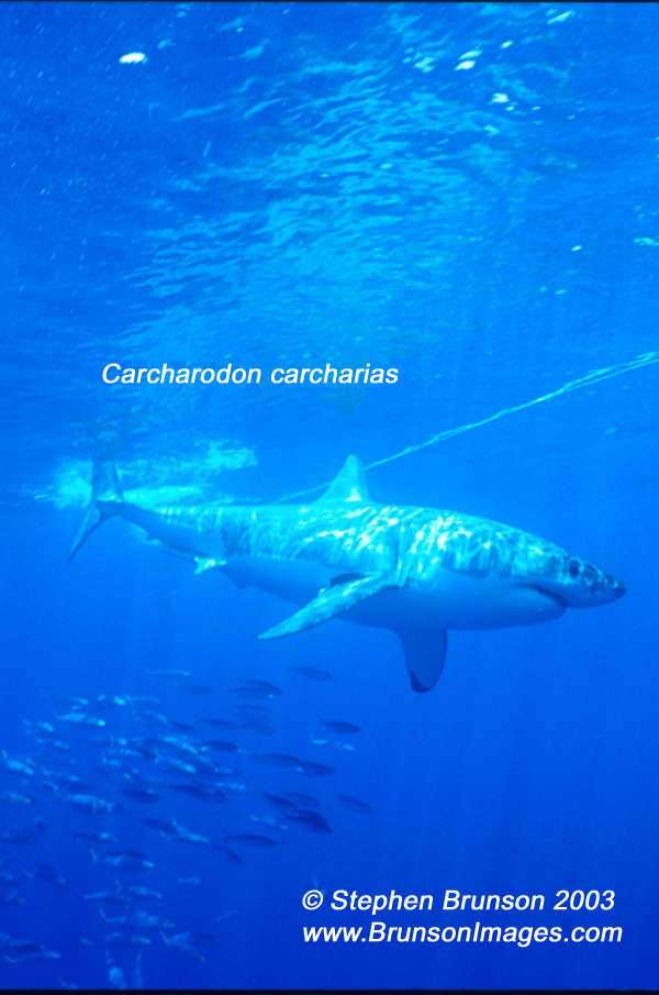 Megalodon was an ancient shark that may have been 40 feet (12 m) long or even more. (There are a few scientists who estimate that it could have been up to 50 or 100 feet (15.5 or 31 m) long!) This is at least two or three times as long as the Great White Shark, but this is only an estimate made from many fossilized teeth and a few fossilized vertebrae that have been found. These giant teeth are the size of a person's hand! No other parts of this ancient shark have been found, so we can only guess what it looked like. Since Megalodon's teeth are very similar to the teeth of the Great White Shark (but bigger and thicker), it is thought that Megalodon may have looked like a huge, streamlined version of the Great White Shark.