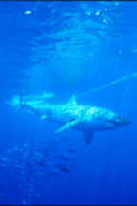 Great White Shark photographed in Australia - Carcharodon carcharias