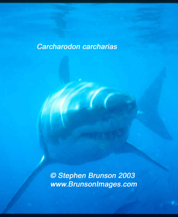 Megalodon was an ancient shark that may have been 40 feet (12 m) long or even more. (There are a few scientists who estimate that it could have been up to 50 or 100 feet (15.5 or 31 m) long!) This is at least two or three times as long as the Great White Shark, but this is only an estimate made from many fossilized teeth and a few fossilized vertebrae that have been found. These giant teeth are the size of a person's hand! No other parts of this ancient shark have been found, so we can only guess what it looked like. Since Megalodon's teeth are very similar to the teeth of the Great White Shark (but bigger and thicker), it is thought that Megalodon may have looked like a huge, streamlined version of the Great White Shark.