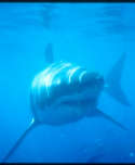 Great White Shark cage diving - Carchodon carcharias