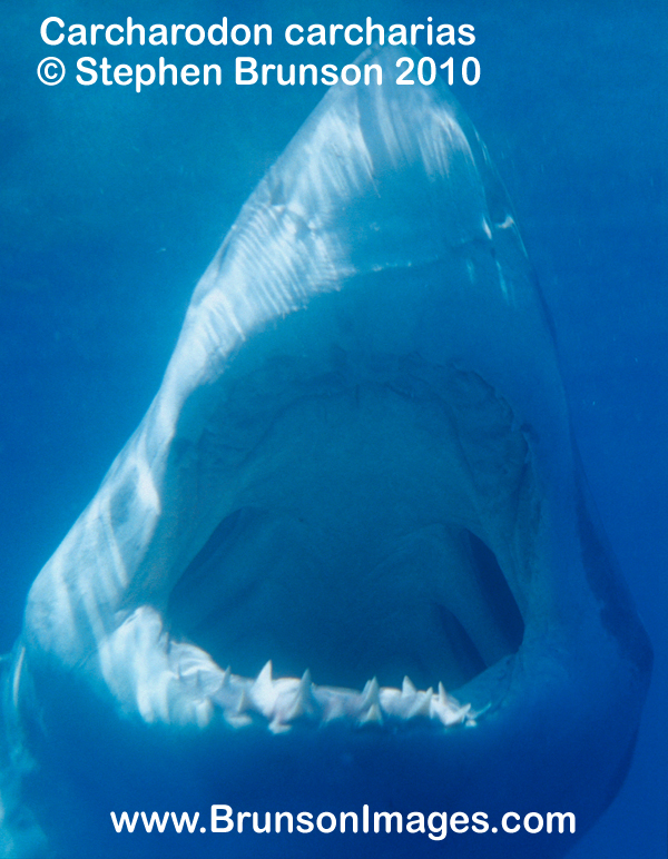 Megalodon was an ancient shark that may have been 40 feet (12 m) long or even more. (There are a few scientists who estimate that it could have been up to 50 or 100 feet (15.5 or 31 m) long!) This is at least two or three times as long as the Great White Shark, but this is only an estimate made from many fossilized teeth and a few fossilized vertebrae that have been found. These giant teeth are the size of a person's hand! No other parts of this ancient shark have been found, so we can only guess what it looked like. Since Megalodon's teeth are very similar to the teeth of the Great White Shark (but bigger and thicker), it is thought that Megalodon may have looked like a huge, streamlined version of the Great White Shark.