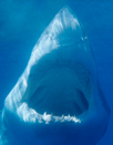 Great White Sharks are considered to be the ultimate predator - Carchodon Carcharias