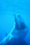 A Great White Shark showing off his gills - Carchodon carcharias