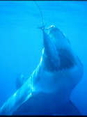 A Great White Shark showing off his gills - Carchodon carcharias
